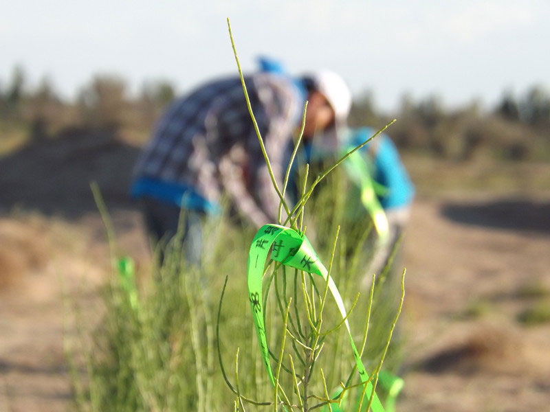 7��14�����磬��ҁ��������֌���ٛ(z��ng)�ߵľG�z��ϵ��������������ͽz����ꖹ����ҫ���W���Gɫ�Ĺ�â��