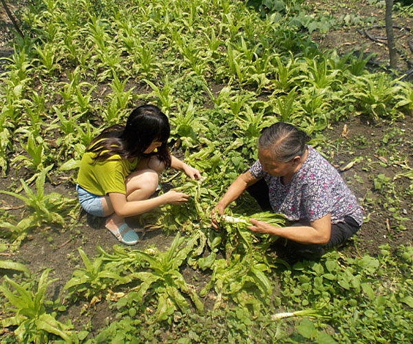 ��������æ�_�y��ժ�Ĳ˲��ϸ���ժ��Ч�ʵ�����(j��ng)�^(gu��)������Ϥ��ָ��(d��o)���ܿ��(du��)�T���M(j��n)���ˠ�B(t��i)��