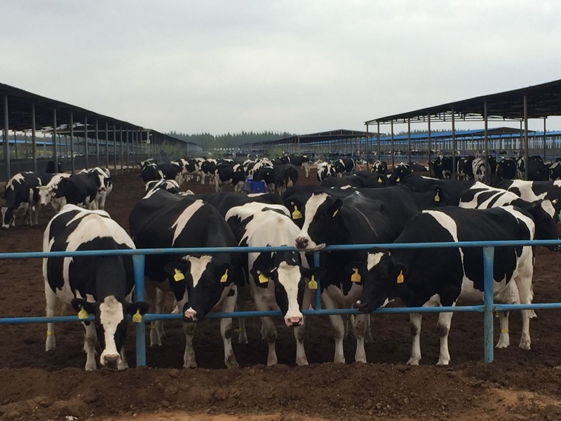 ���w��ɳĮ�ｨ�O(sh��)����ţ����