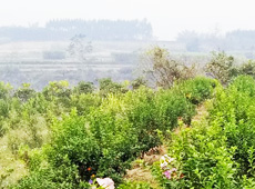 �������ܵ��l(xi��ng)�����ǰ���ӷ��s����������ؚ�F����С����ͨ�^�������(gu��)��(y��u)���Ľ�(j��ng)��(j��)��������׃��ؚ�F��ò������̽۴��S������ɵ��r(n��ng)��@�����S������롭