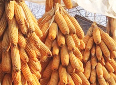 �Ŵ���������֮����