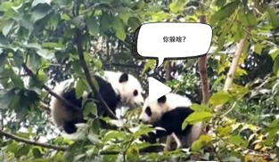 �L�L��̫�ɐ�����С��ȫ�̡���ĸЦ����