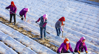 甘肅張掖：搭建小拱棚