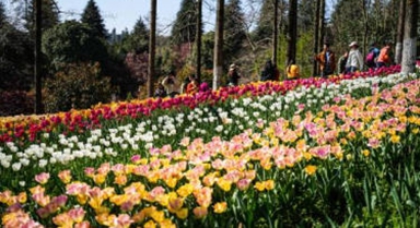 貴州龍里：郁金香開(kāi)迎客來(lái)